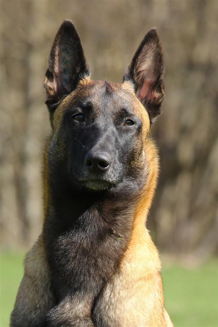 Malinois Hiro billede 14