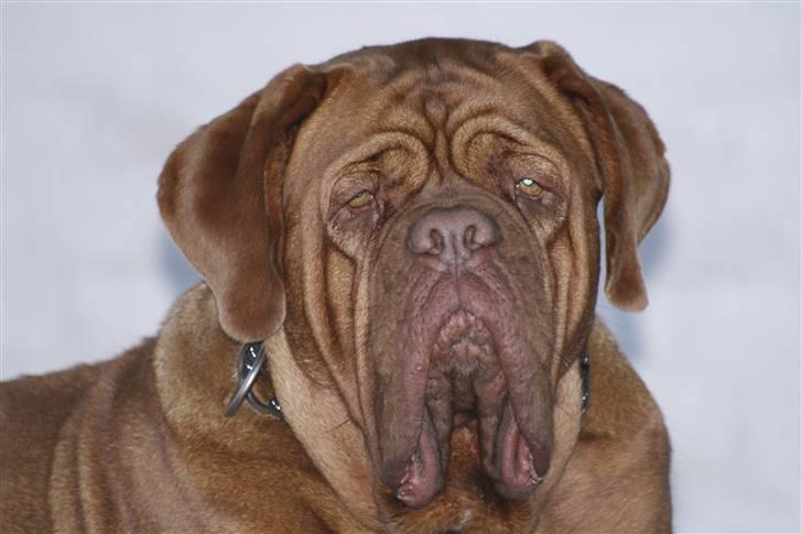 Dogue de bordeaux Anka (Himmelhund) billede 16