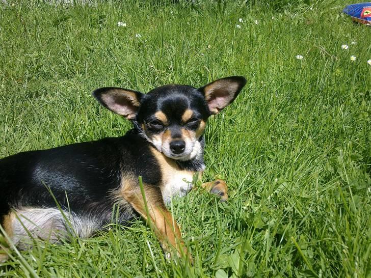 Chihuahua Maya billede 14