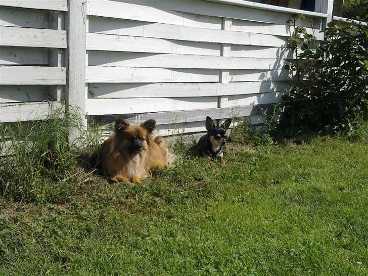 Chihuahua Maya billede 15