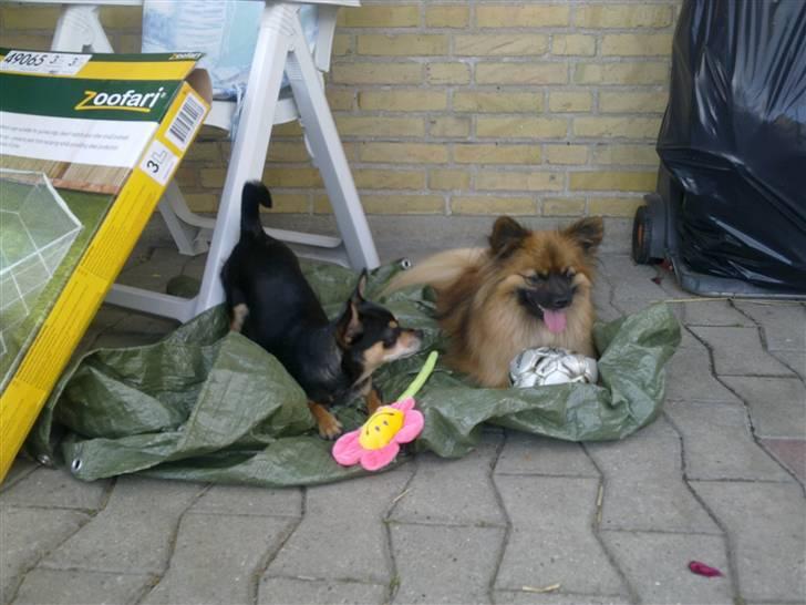 Chihuahua Maya billede 16