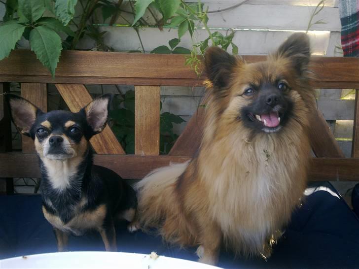 Chihuahua Maya billede 17