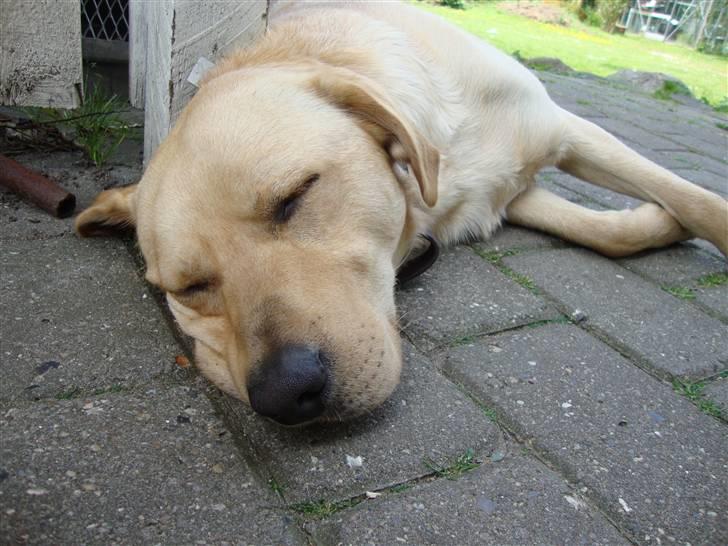 Labrador retriever Buster billede 15