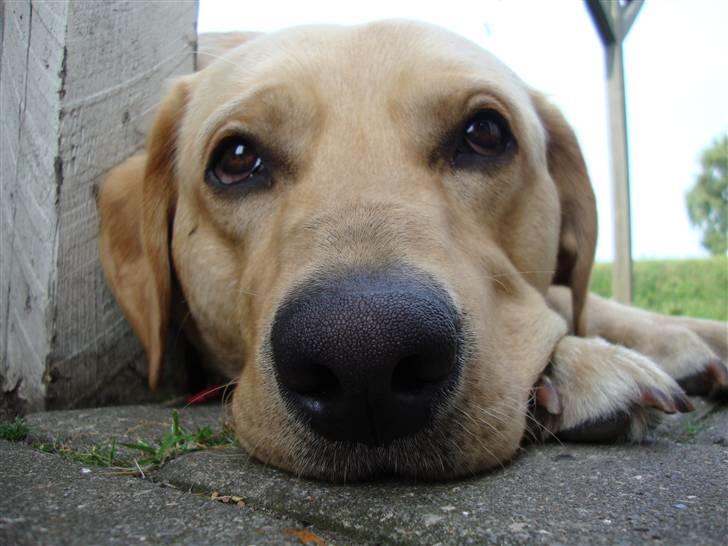 Labrador retriever Buster billede 16