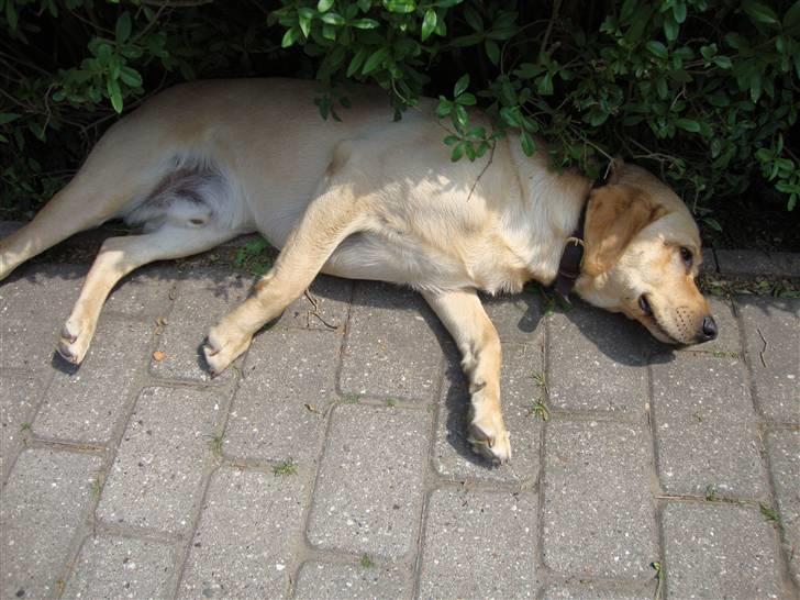 Labrador retriever Buster billede 17