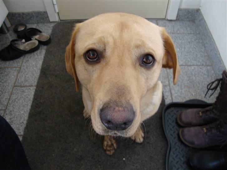 Labrador retriever Buster billede 18