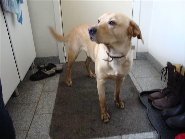 Labrador retriever Buster billede 19