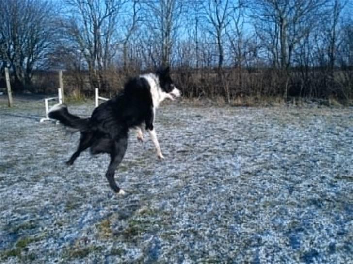 Border collie chang - jupii billede 18