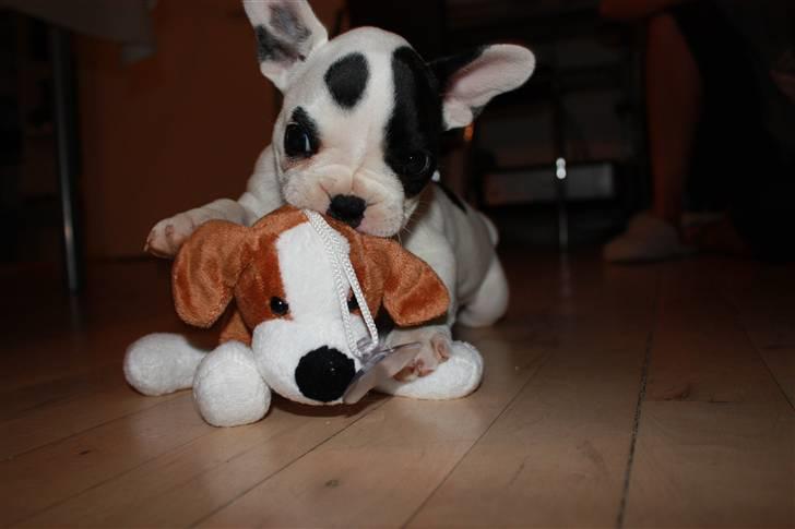 Fransk bulldog PrutFiis - det var ynglings hunden men den er død nu ;) billede 4