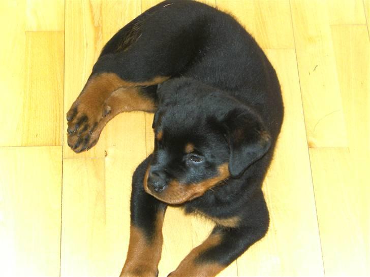 Rottweiler Hachi billede 1