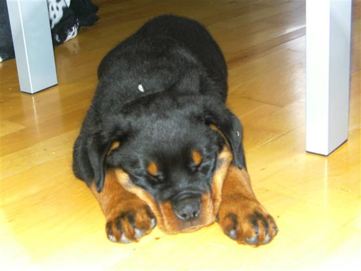 Rottweiler Hachi billede 2