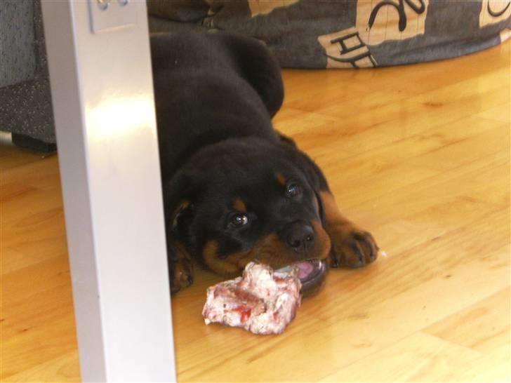 Rottweiler Hachi billede 3