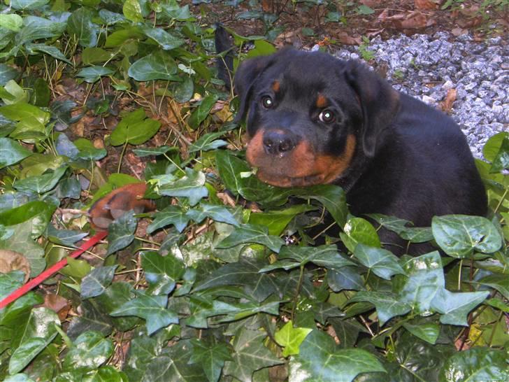 Rottweiler Hachi billede 4