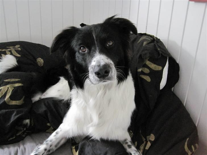 Blanding af racer Border Collie Milo - NYT! d.01/08-2010: Flot fyr ham Milo ;) billede 15