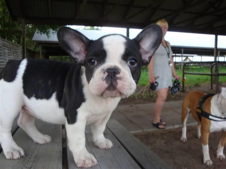 Fransk bulldog Mille RIP - Lige lidt for tæt på :-) billede 1