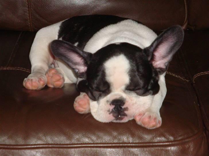 Fransk bulldog Mille RIP billede 2