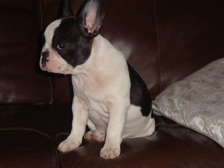 Fransk bulldog Mille RIP billede 3