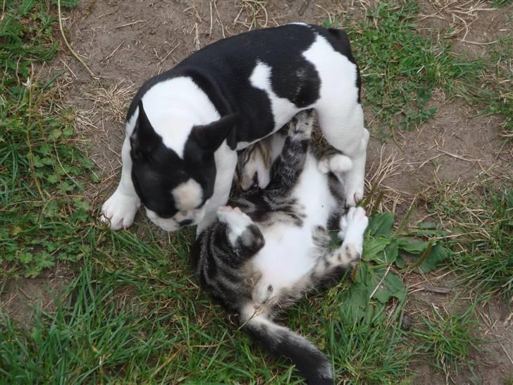 Fransk bulldog Mille RIP - Så skal katten sættes på plads. billede 4