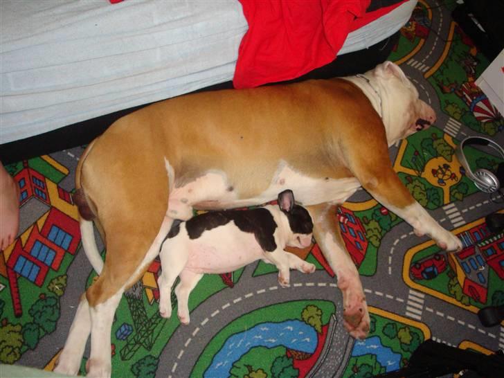 Fransk bulldog Mille RIP - Mille ned store bror. billede 5