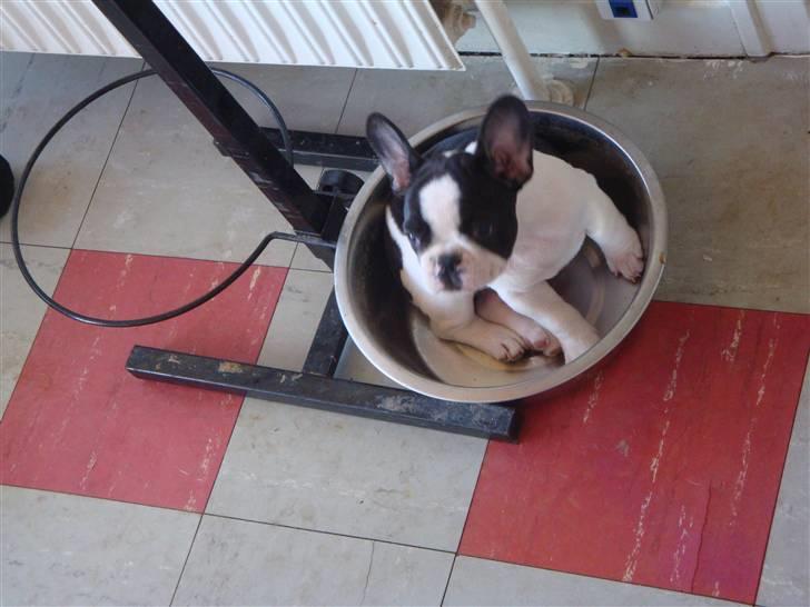 Fransk bulldog Mille RIP - Så er man sat i bås ? billede 6