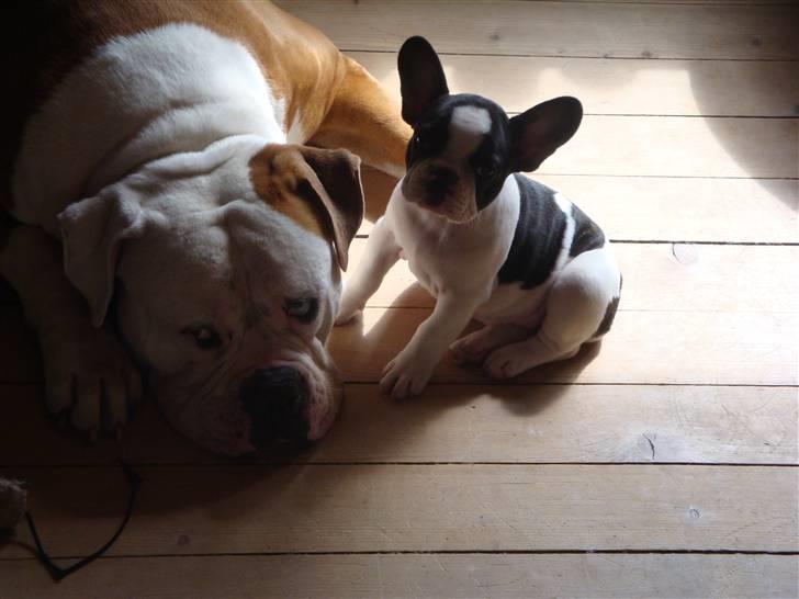 Fransk bulldog Mille RIP billede 7