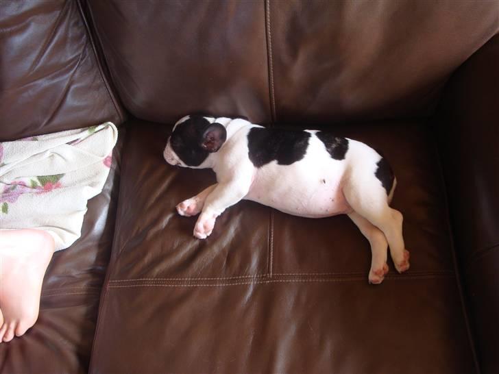 Fransk bulldog Mille RIP - Slaper af . billede 8