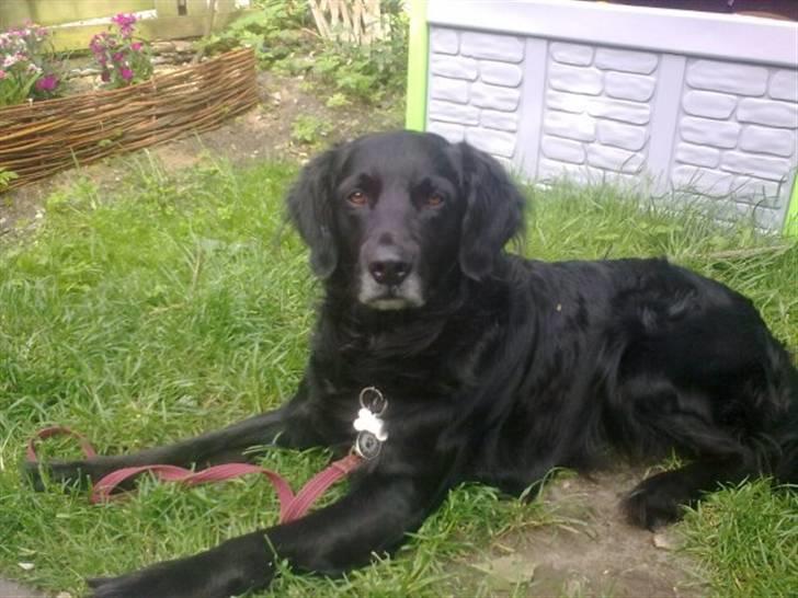 Blanding af racer Loui billede 7