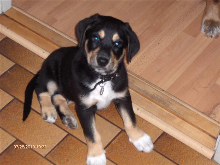 Blanding af racer Coda billede 9