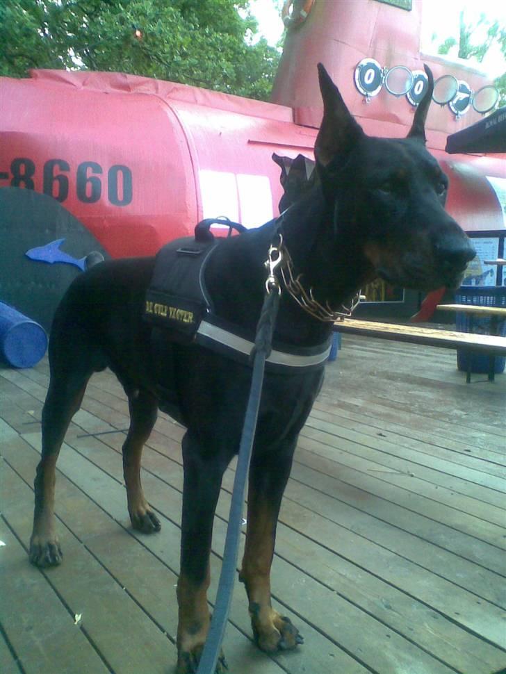 Dobermann R.I.P  Zigga - Zigga på vagt til smuk fest i skanderborg 2010 billede 11