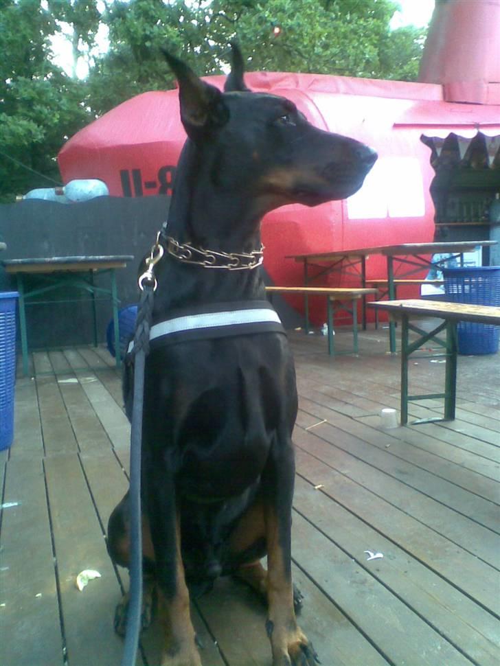 Dobermann R.I.P  Zigga - Hov der var vist nogen der billede 12