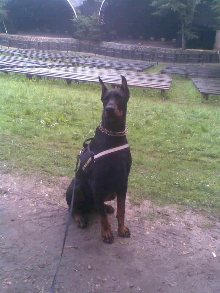 Dobermann R.I.P  Zigga - Zigga ved bøge scenen til smuk fest billede 13