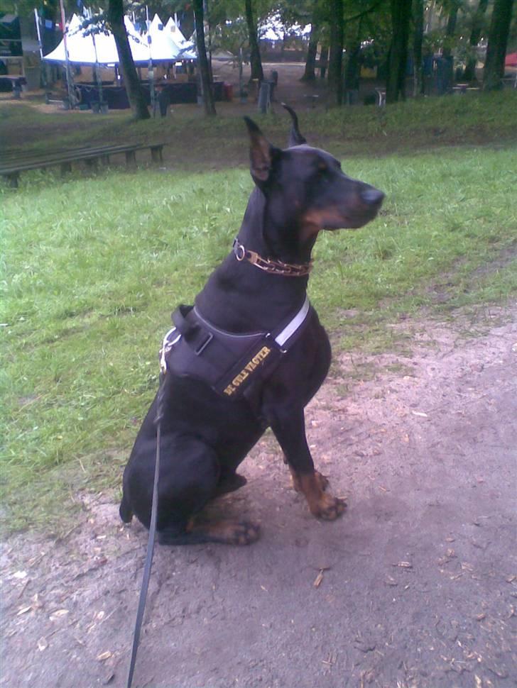 Dobermann R.I.P  Zigga - Her kan jeg se det hele fra så de kan bare komme de fulde folk . billede 15