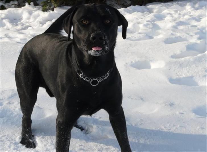 Blanding af racer Kato - ummmm jeg elsker sne billede 1