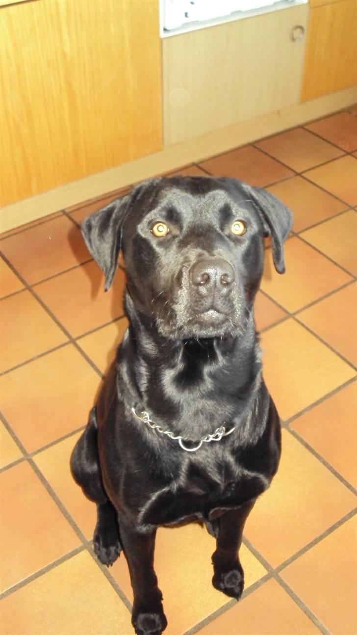 Blanding af racer Kato - gi mig så den godbid billede 2