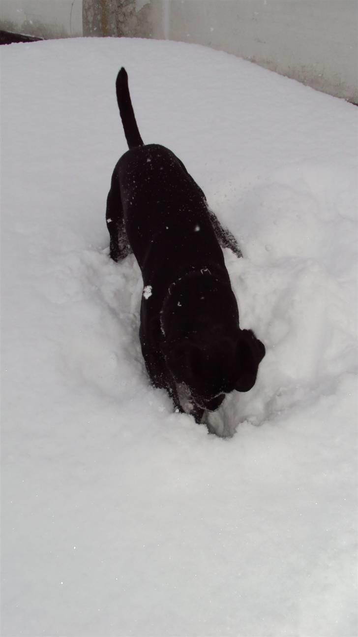 Blanding af racer Kato - jeg ved min pind er her under billede 3