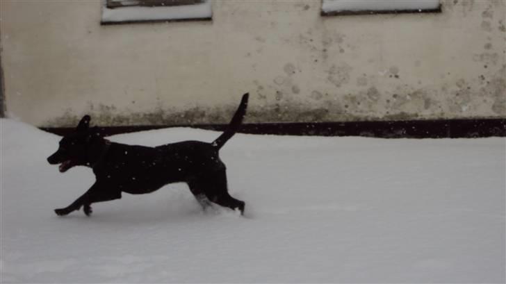 Blanding af racer Kato - a banen her kommer jeg ( så ska der ederbankeme løbes)  billede 4