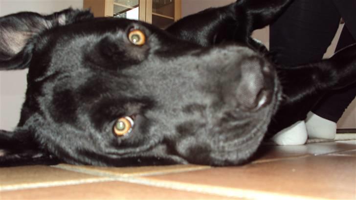 Blanding af racer Kato - la nu det kamera ligge billede 5