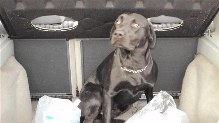 Blanding af racer Kato - det er ikke mig billede 6