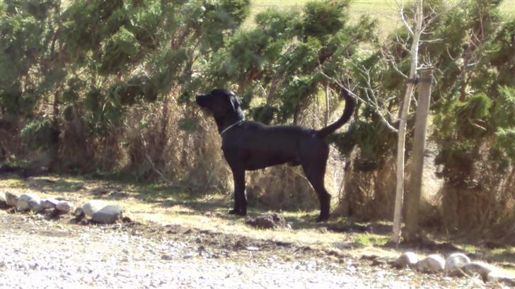 Blanding af racer Kato - ska jeg ta haren eller la vær billede 7
