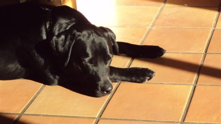 Blanding af racer Kato - zzz billede 8