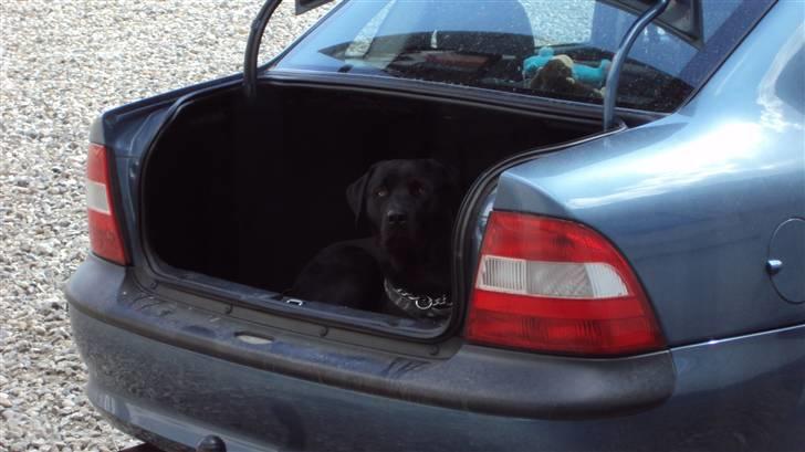 Blanding af racer Kato - i køre ikk uden mig basta billede 9