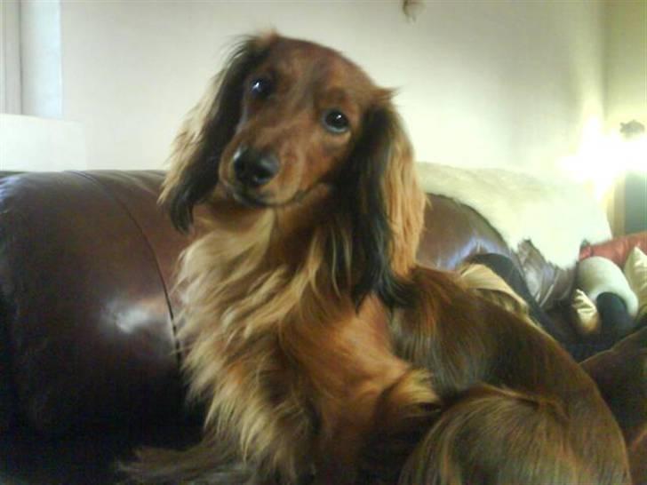 Miniature gravhund Käto - Käto <3 billede 1