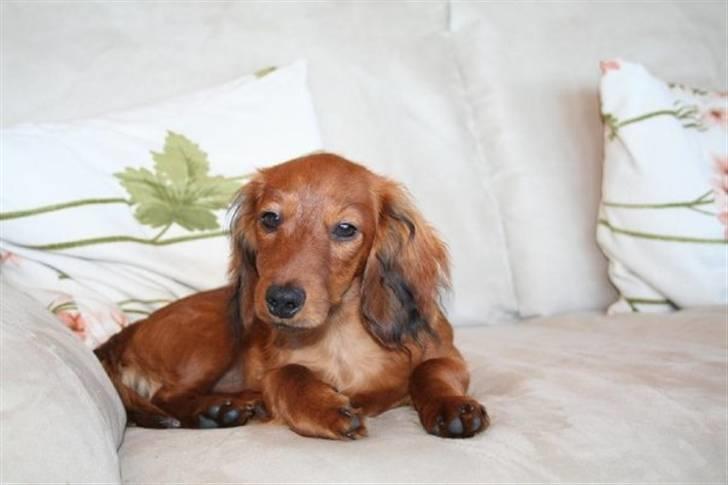 Miniature gravhund Käto - Lille Käto. Der er han ikke særlig gammel :) billede 2