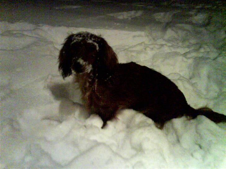 Miniature gravhund Käto - Käto-musen i sneen. billede 3