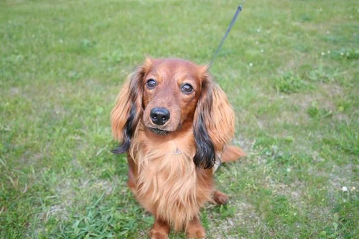 Miniature gravhund Käto - Min smukke baby <3 billede 4