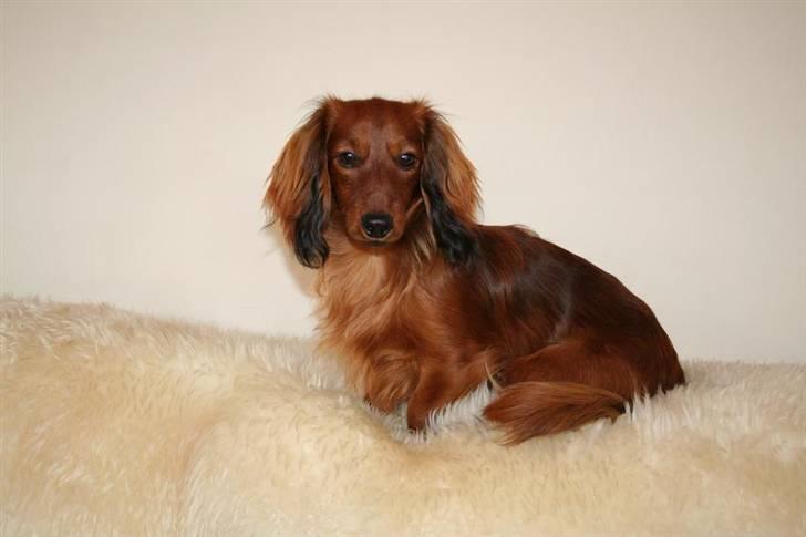 Miniature gravhund Käto - <3 billede 5