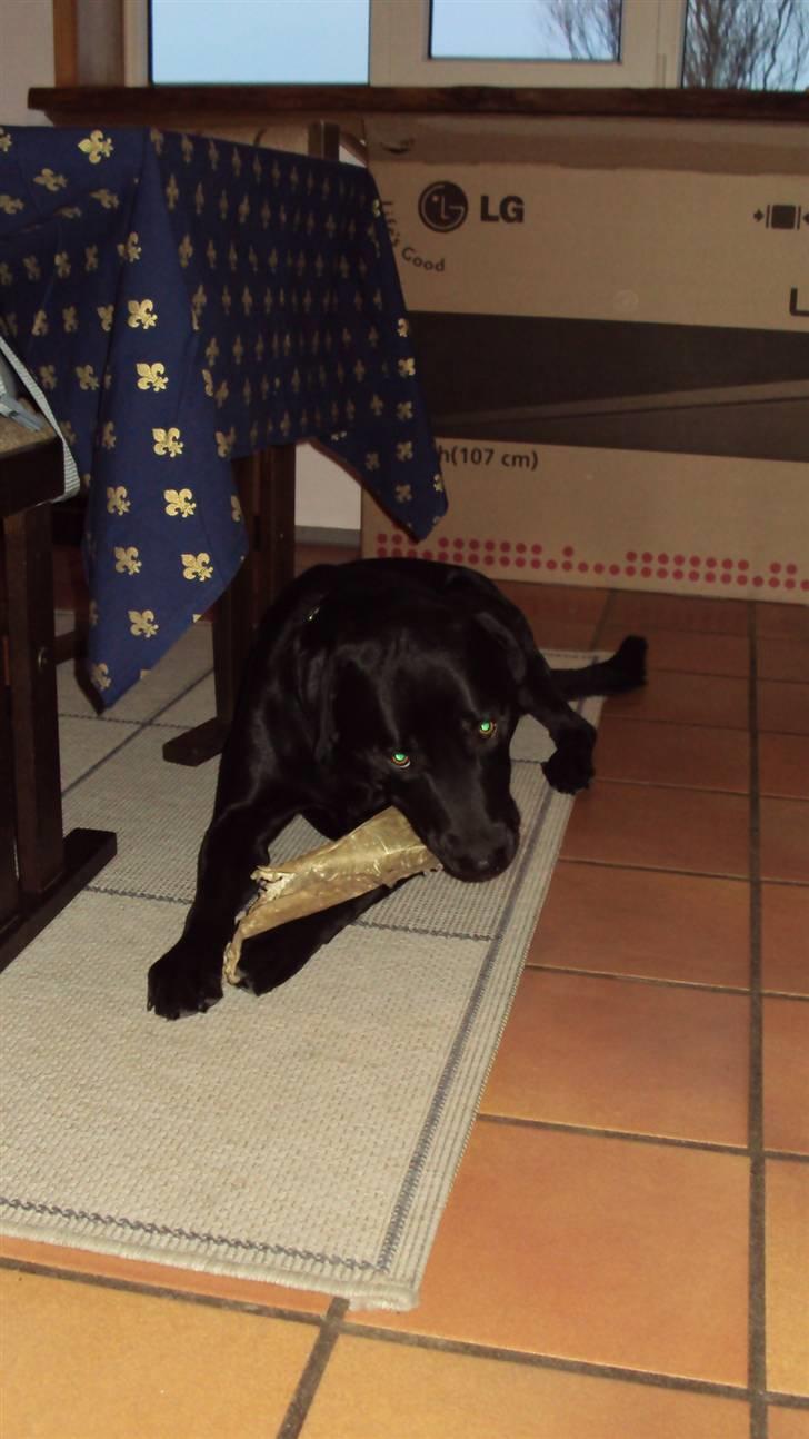 Blanding af racer Kato billede 10