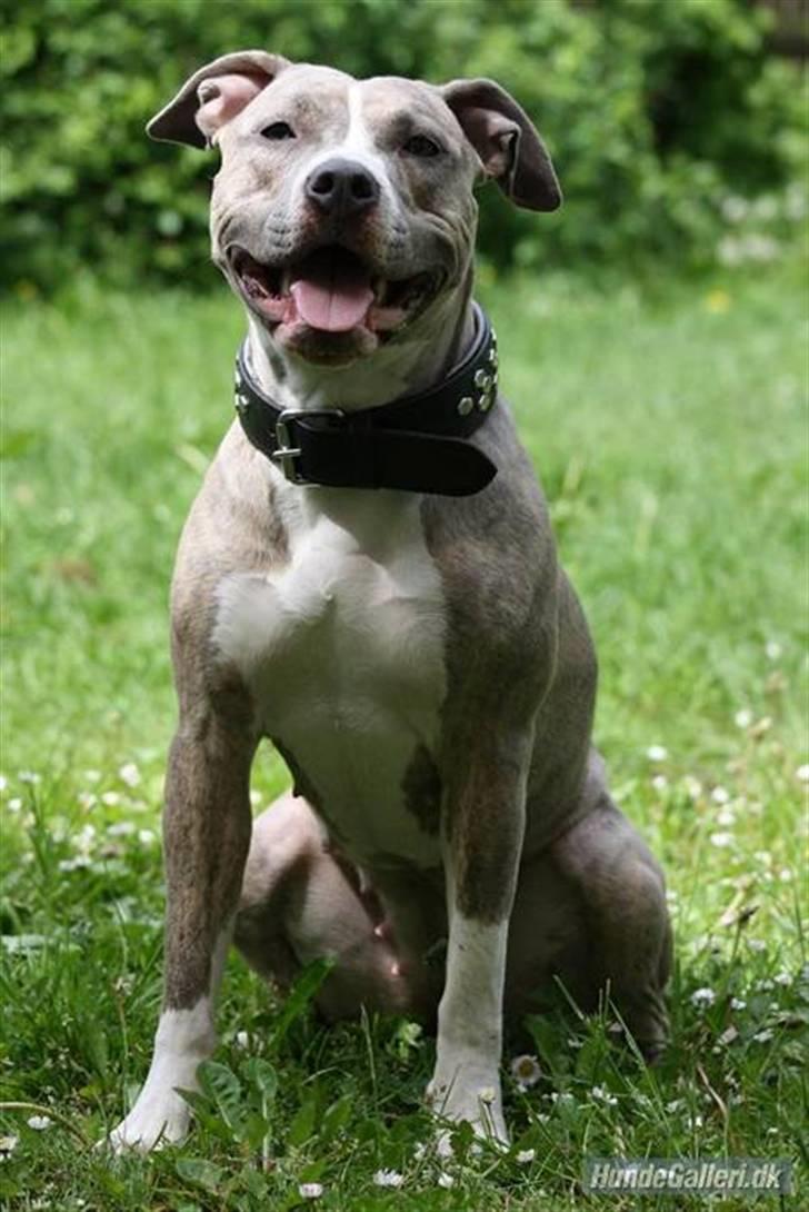 Amerikansk staffordshire terrier Lotus  billede 18