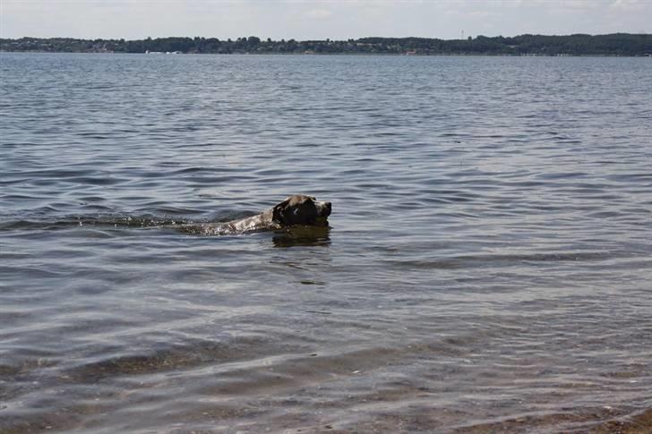 Amerikansk staffordshire terrier Lotus  - Ude at svømme ved Fakkegrav :o) billede 19