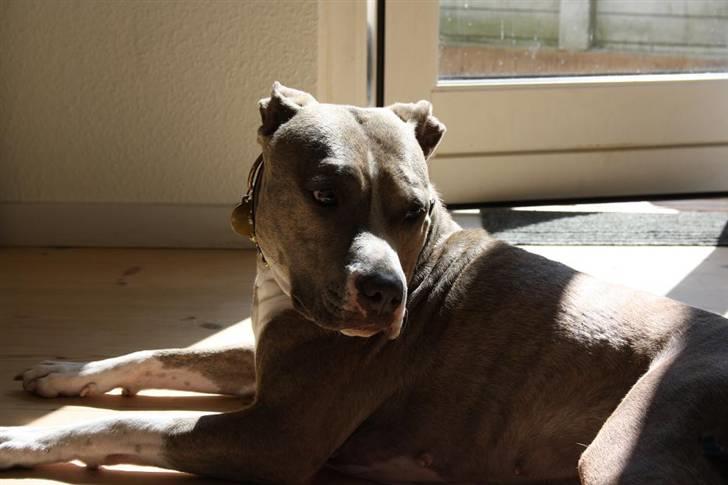 Amerikansk staffordshire terrier Lotus  - Nyder eftermiddagssolen i juli 2010 billede 20